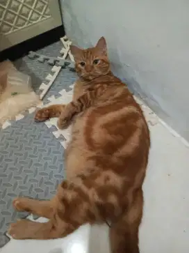 Kucing Garfield jantan 8 bulan