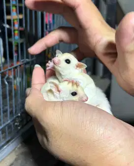 Sugar Glider Leucistic Joey Jantan Betina
