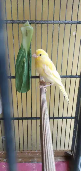 Jual burung kenari loper paud jantan usia 2 bulan riwik