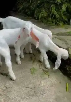 3 ekor cempe anakan kambing etawa senduro 3 bulanan superan unggulan