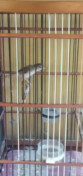 Jual burung pernjak sawah  klik jantan gacor ngebren vortot