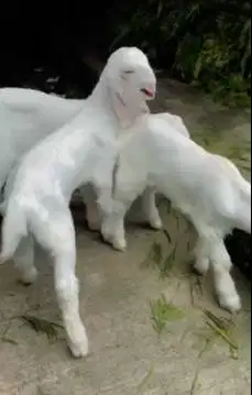 3 ekor anakan kambing etawa senduro jantan 3 bulanan super unggulan ok
