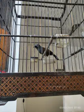 poksay mantel rawatan