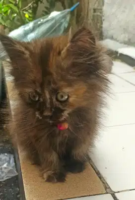 Open Adopt kitten