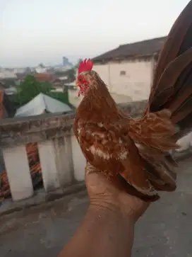 Ayam Serama usia 4/5 bulan jantan