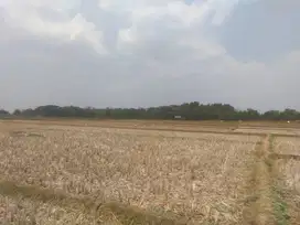 Dijual Lahan Sawah dekat dengan pabrik (akses masuk mobil)
