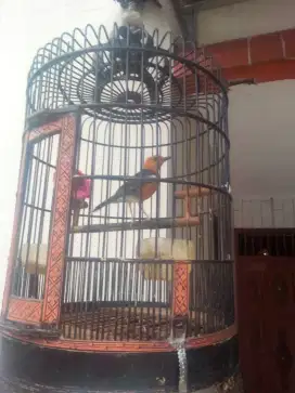 burung anis merah