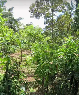 DIJUAL KEBUN DUREN LOKASI KAB.SERANG