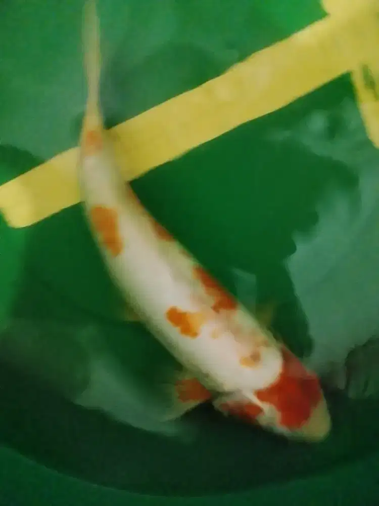 Ikan koi jenis Koshui ukuran 44cm