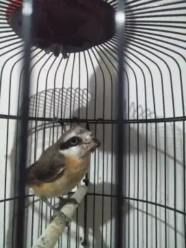Burung pentet  pur total burja