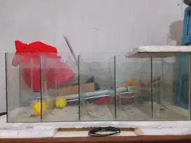 Aquarium skat 5 bekas