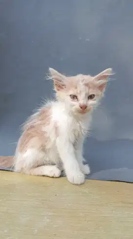 Kucing Persia Long Hair
