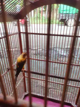 BURUNG KENARI KUNING CANARY