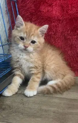 Kucing bsh shorthair