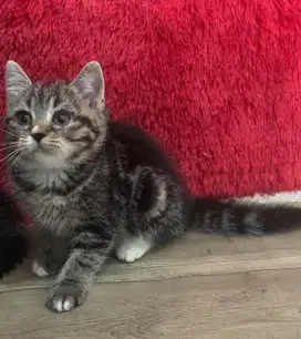Kucing bsh betina