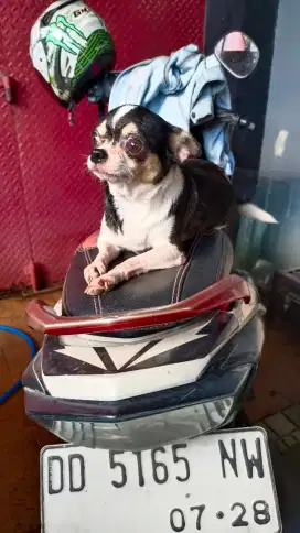 Chihuahua betina dewasa