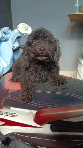 Tiny poodle jantan dewasa