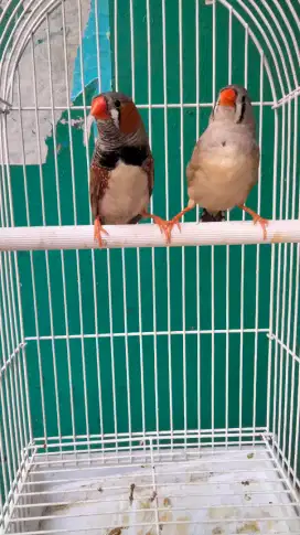 Zebra Finch Holland Sepasang Rajin Bunyi Sudah Produksi