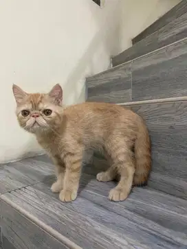 Kucing Kitten Persia Peaknose