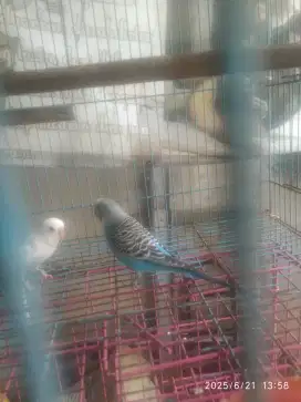 Burung parkit cewek an