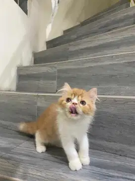 Kucing Kitten Persia Peaknose