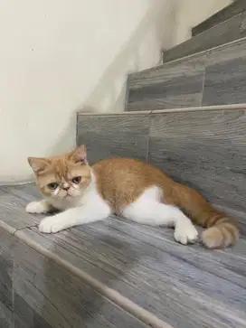 Kucing Kitten Persia Peaknose Betina