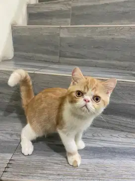 Kucing Kitten Persia Peaknose
