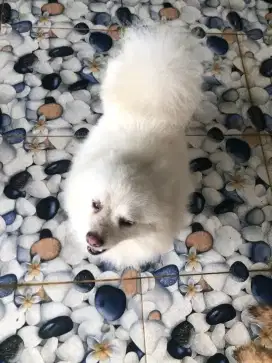 Mini PoM ya kosongan.indukan import,male/jntan 6bln vaksin awal udh