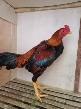 Ayam siam mangon