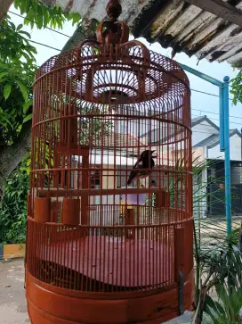 Anis Kembang fullset