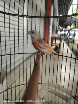 Red Siskin Betina double dilute