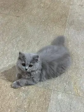 Anakan Kucing British Long Hair