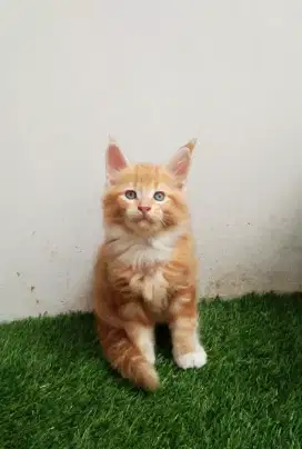 Kitten MaineCoon Betina Pure No mix. Induk Ped Cfa Maine Coon