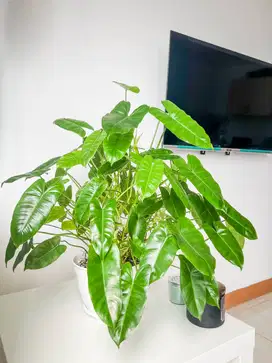 Menjual 2 tanaman dalam ruangan yang sehat + Meja putih dari Ikea.