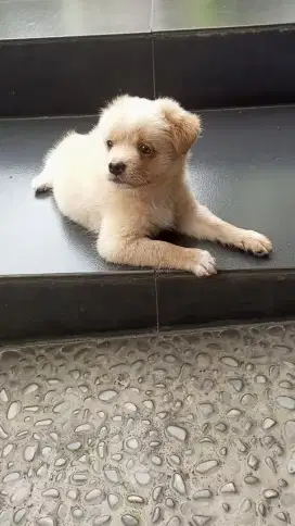 Puppy Golden mix
