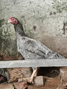 Ayam Bangkok babon bodi big