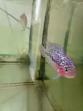 Louhan kamfa merah merona