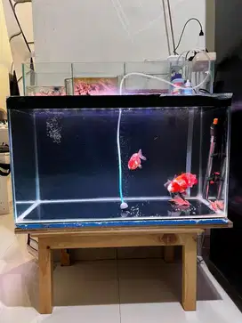 Aquarium siap pakai + ikan lengkap & tinggal pasang dirumah