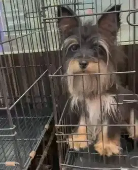 Yorkie jntn ( jakbar)