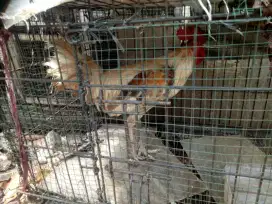 Jual ayam kampung jantan (jago)