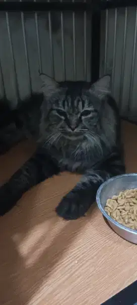 kucing persia bigbone