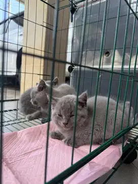 Kitten british shorthair (BSH)