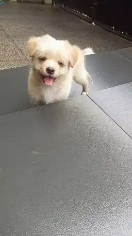 Golden mix puppy