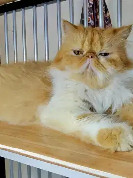 Kucing Peaknose Extreme Longhair Indukan Betina Proven