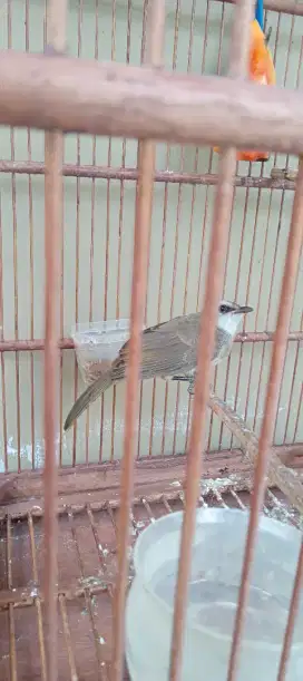 Burung trucuk/trotokan