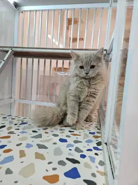 Kucing BSH Longhair Lilac Female 4 Bulan