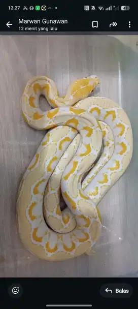 Di jual ular kuning albino