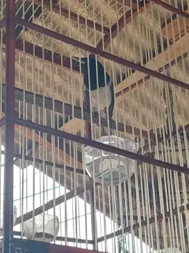 Kacer Daput dan Kandang
