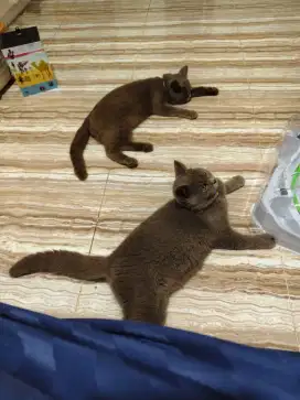 Dijual kucing british shorthair BSH