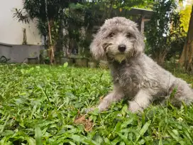 POODLE PUPPY LIGHT SILVER